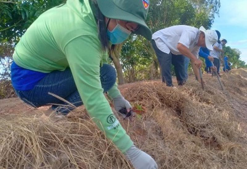 Xã Nhơn Mỹ trồng 01km cây hoa thực hiện mô hình ruộng lúa bờ hoa